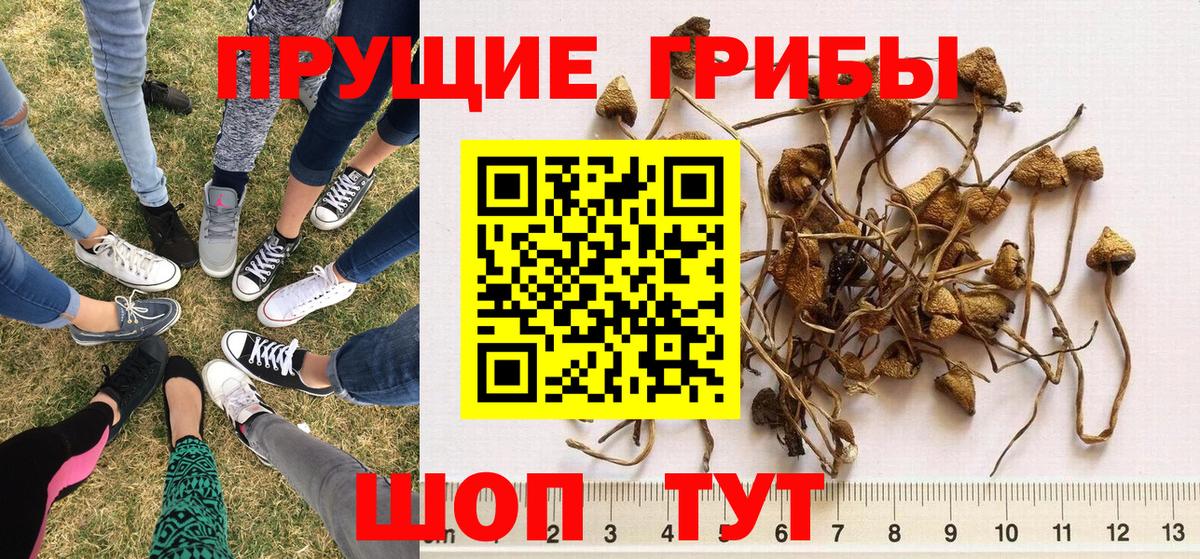 Галлюциногенные грибы GOLDEN TEACHER Йошкар-Ола